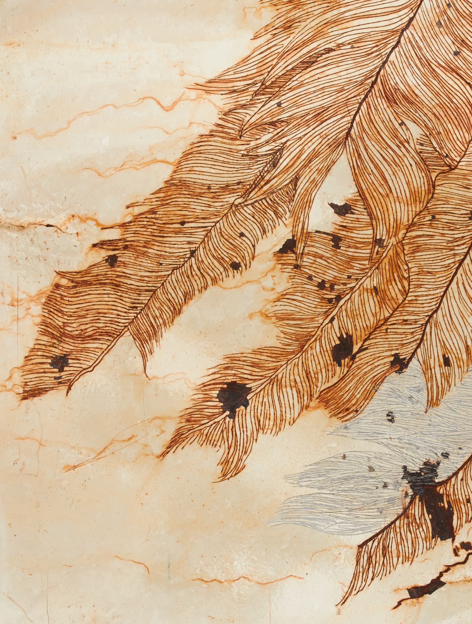 Ala Petrificada thumbnail 3