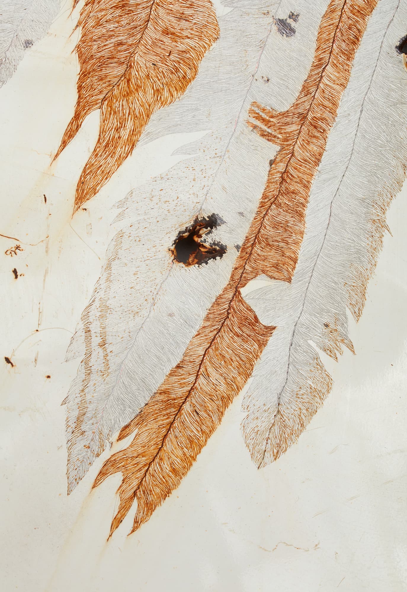 Ala Petrificada thumbnail 1